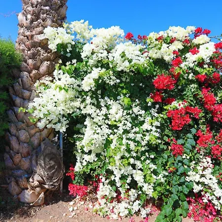 Lemon Grove Dio Villa