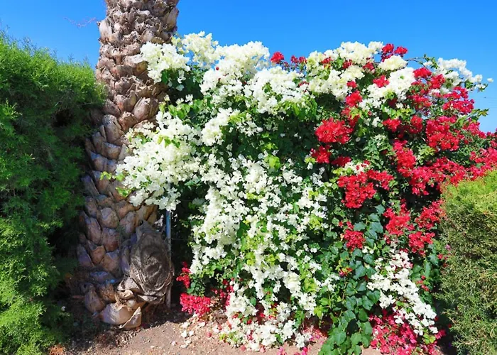 Lemon Grove Dio Vila